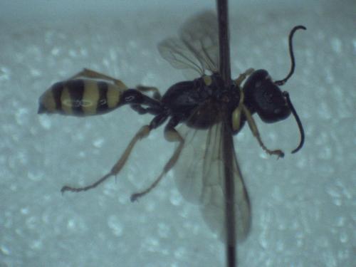 Mellinus arvensis